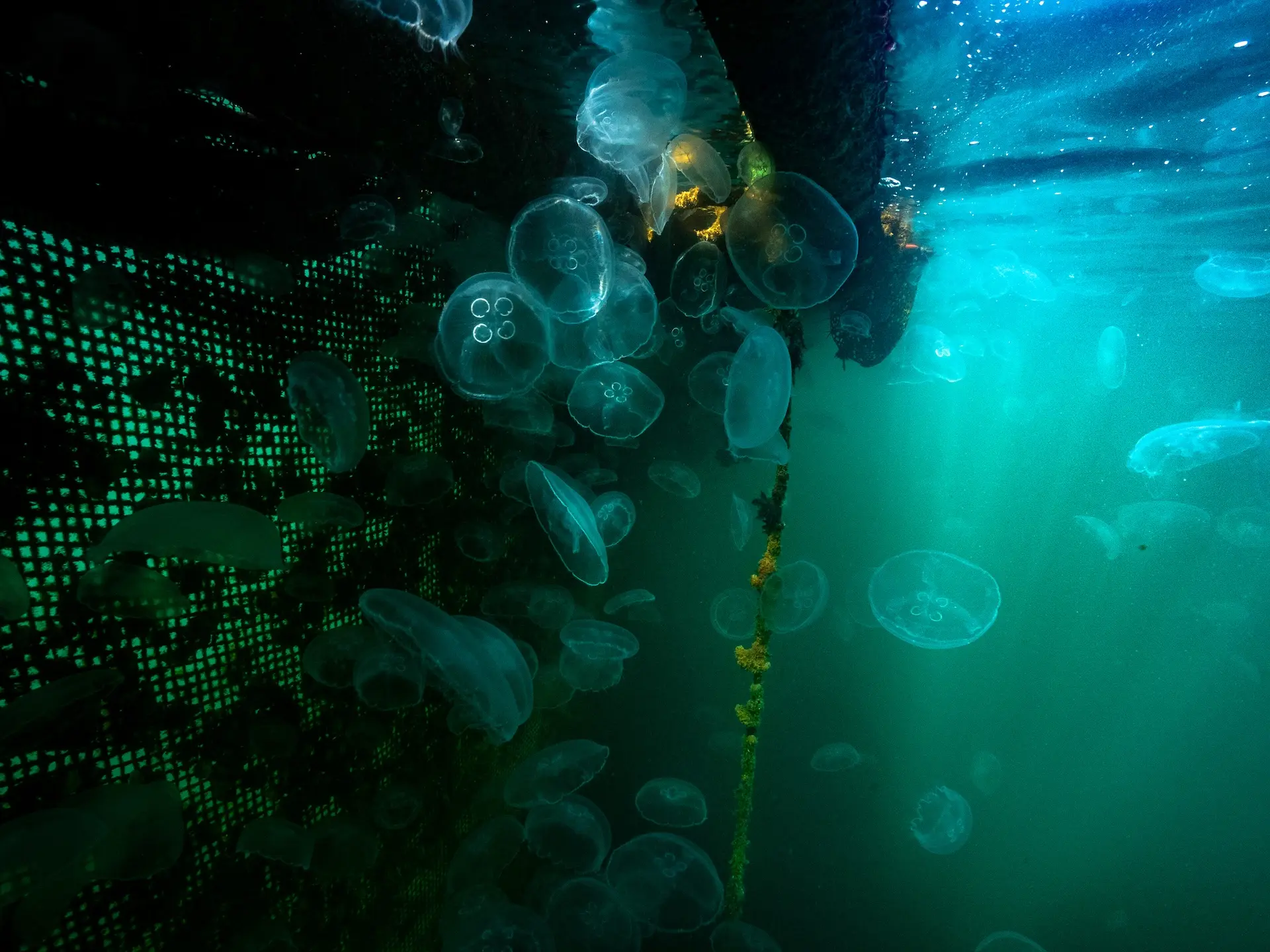 Moon jellyfish along a net, just below the surface