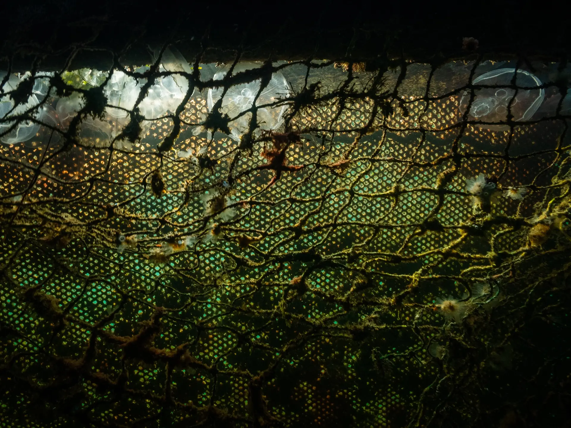 Abandoned fishing net snagged on a wreck